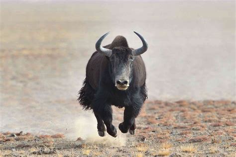 What Is a Yak? 8 Spectacular Facts About Yaks