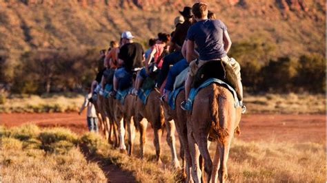 Alice Springs Camel Tour - Sunset Ride - Epic deals and last minute ...