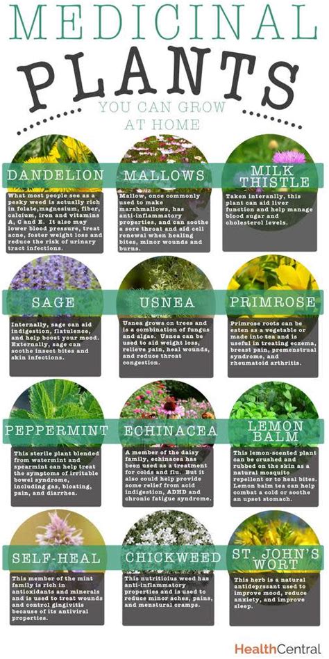 Best Medicinal Herbs to Grow at Home - StudyPK