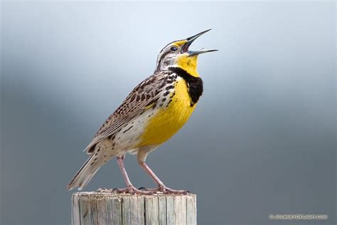 Western Medowlark | Wildlife photography, Nebraska wildlife, Wildlife ...