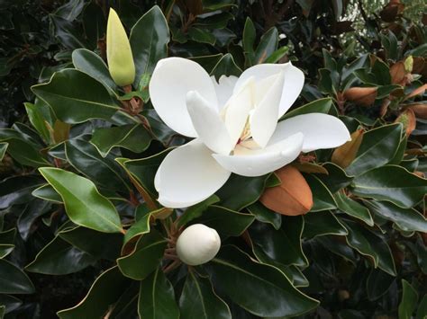 Magnolia Grandiflora - Southern Magnolia Tree