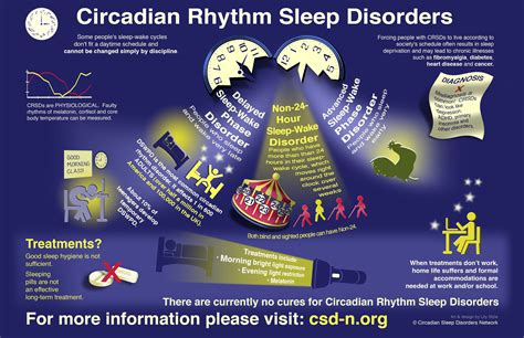 Circadian Rhythm Types