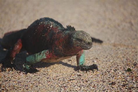 Galapagos Marine Iguana Photograph by Alice Kung - Fine Art America