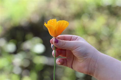 Right Human Hand Holding a Yellow Petaled Flower · Free Stock Photo