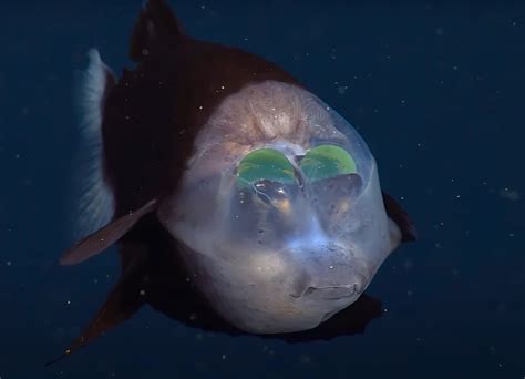 MBARI Researchers Capture Rare Footage of a Barreleye Fish and its ...