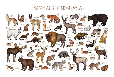 This watercolor painting features the Mammals of Montana as a field ...