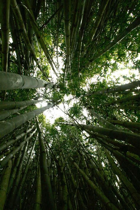 Bamboo Forest Free Stock Photo - Public Domain Pictures