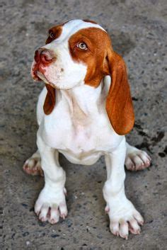 13 #Catalburun #dog ideas | dog breeds, rare dog breeds, dogs