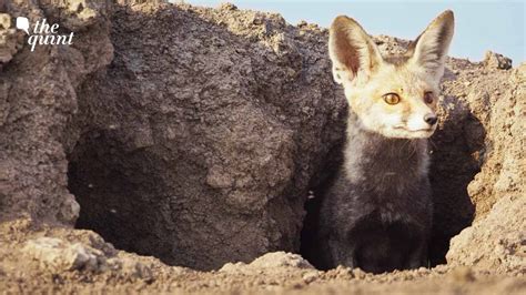 Fennec Fox Habitat