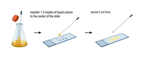 Observing Bacteria Under the Microscope - Gram Stain Steps - Rs' Science