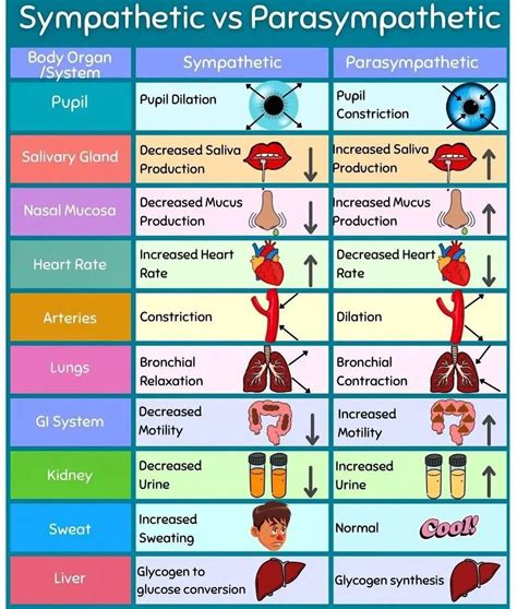 Sympathetic Vs Parasympathetic Chart