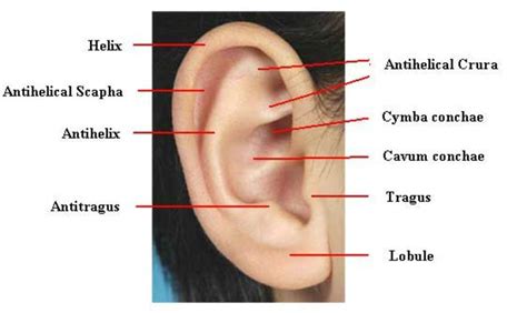 the parts of an ear labeled in red