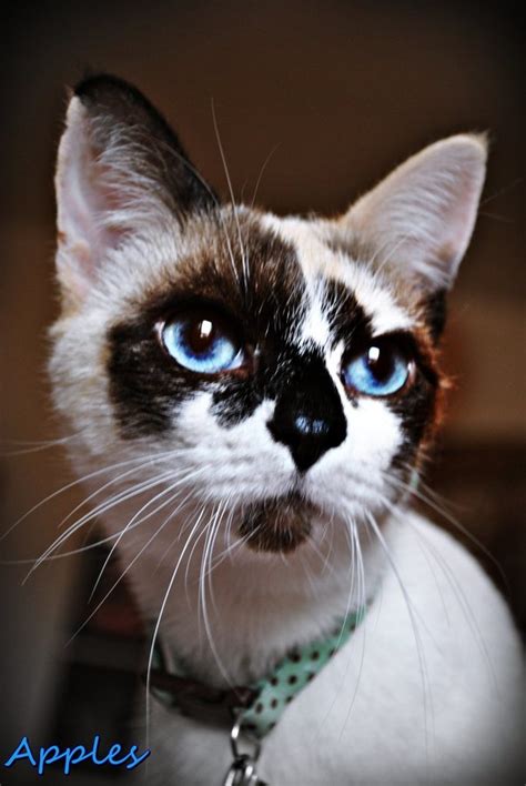 What kind of cat is my blue eyed calico? | TheCatSite