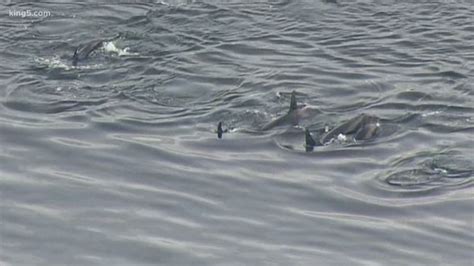 Whale researchers identify new orca calf swimming with local pod ...