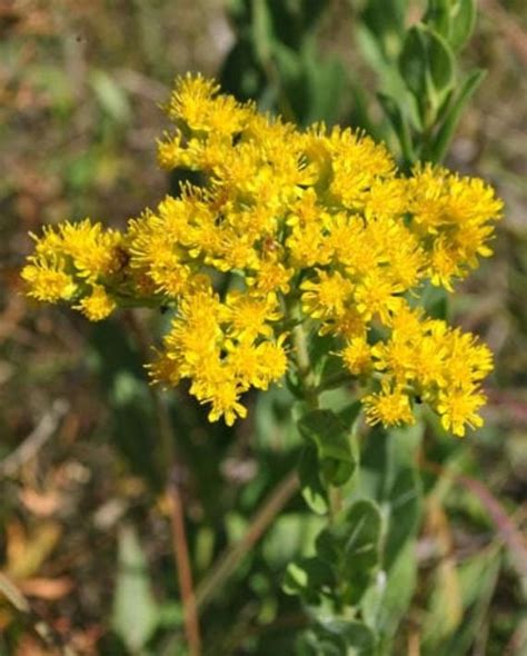 FIRST IMPRESSIONS: Solidago rigida is an upright unbranched perennial wildflower with sturdy ...