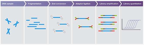 Preparation of DNA Sequencing Libraries for Illumina Systems—6 Key Steps in the Workflow ...