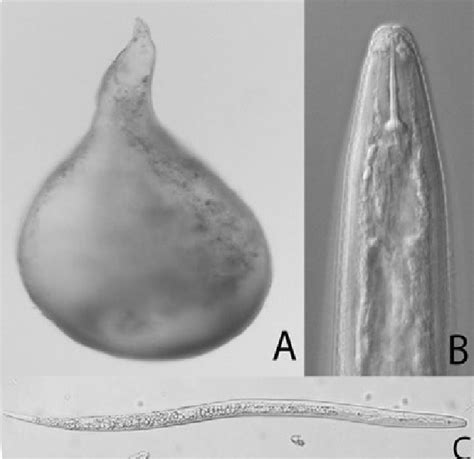 -Meloidogyne incognita: A) Fêmea (corpo inteiro); B) região anterior do... | Download Scientific ...
