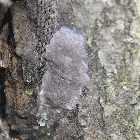 Spotted Lanternfly (Rutgers NJAES)