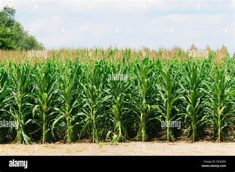 Corn-belt corn field Stock Photo - Alamy