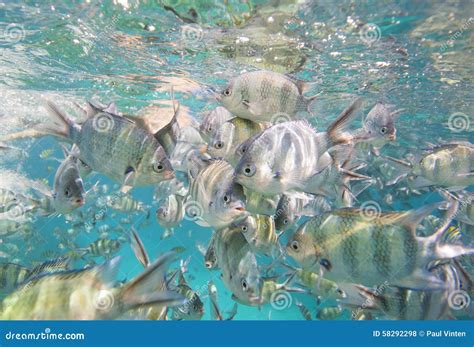 Shoal of Sergeant Major Damselfish on Coral Reef Stock Photo - Image of marine, abudefduf: 58292298