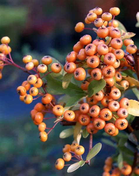 Varities of Pyracantha Firethorn - Tips and Advice - Care and planting | pyracantha.co.uk