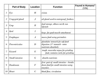 Body parts of quail | PPT