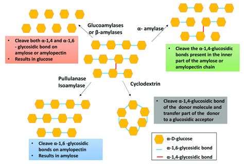 Enzymatic hydrolysis of starch. | Download Scientific Diagram