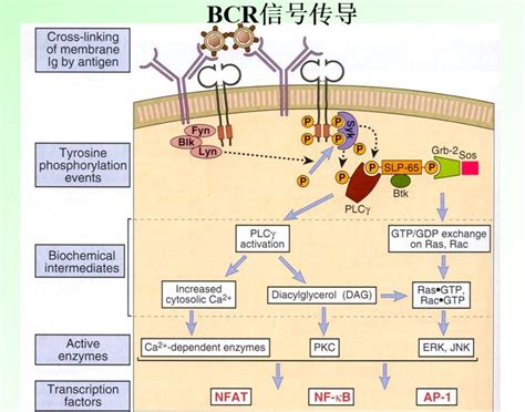 LPS、PMA/离子霉素等活化T细胞有什么区别？来，从原理上理一下_检测