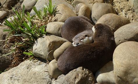 just some otters taking a nap - Imgur Sleeping Otters, Romantic Animals, New Memes, Funny Memes ...