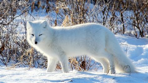 Life in the north: our top 6 Arctic wildlife experiences | The Good ...