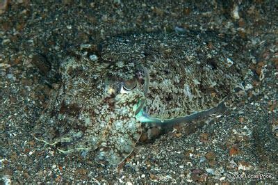 Cuttlefish Camouflage | Cuttlefish, Cephalopod, Best camouflage