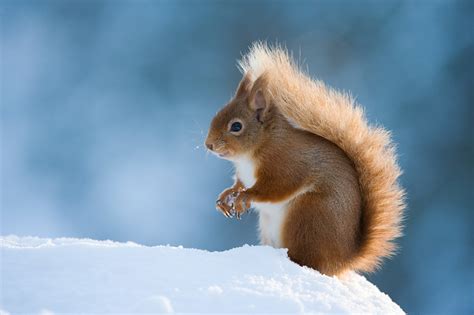 Winter Wildlife Photography Ideas | Nature TTL