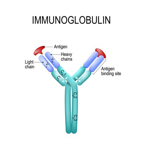 Brieftasche Aufsatz umgeben as immunoglobulins kappa and lambda light ...