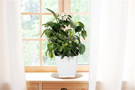 How to Grow a Jasmine Plant Indoors