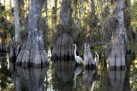 American Wetlands Month in Review: Trouble for the Everglades • The National Wildlife Federation ...