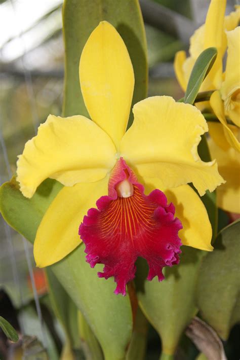 Yellow Orchid | Orchid AThailand3 033 | ejhrap | Flickr