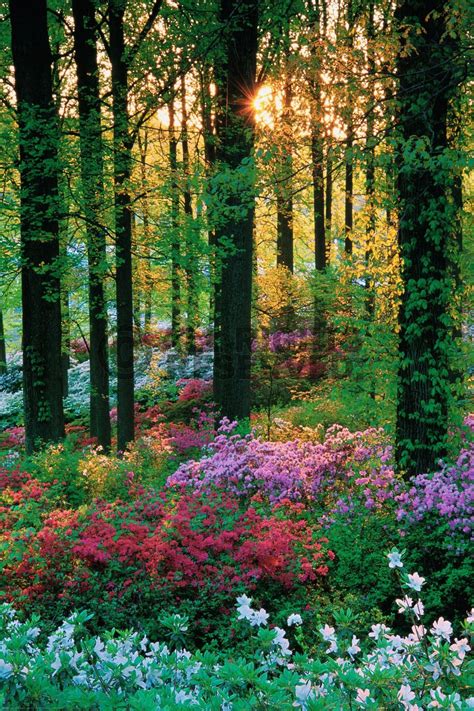 Flower Forest, Botanical Gardens, Barbados | Kelly's Yard | Pinterest | Barbados, Gardens and ...