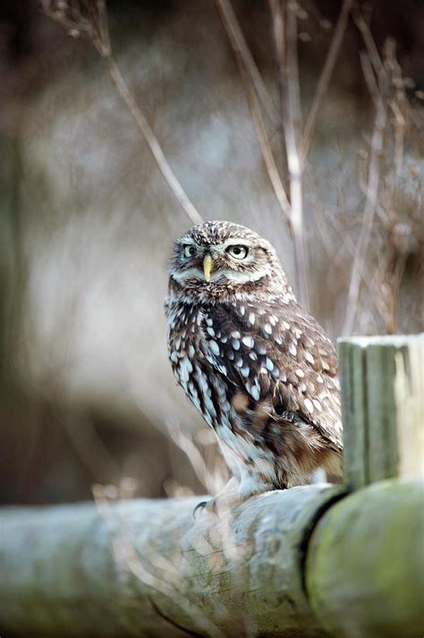 Little Owl Photograph by Dr P. Marazzi/science Photo Library - Pixels