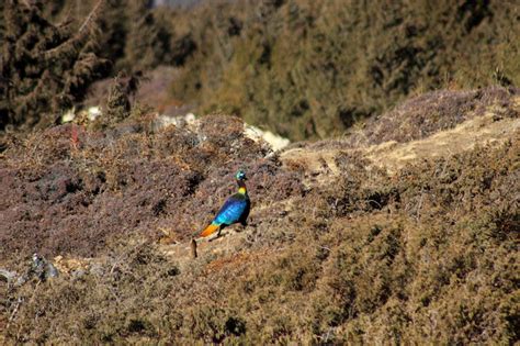 National Bird of Nepal_Lophophorous Impejanus (Himalayan Monal), Danphe in Nepali - Trekking in ...