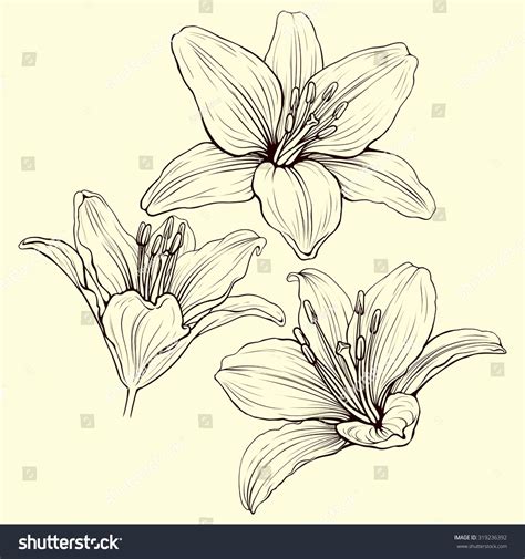 Lily Flower Drawing Pictures at GetDrawings | Free download