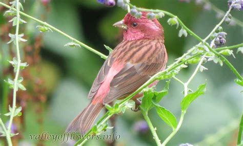 Birds found in valley of flowers and nearby areas