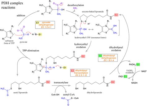 Pyruvate dehydrogenase complex