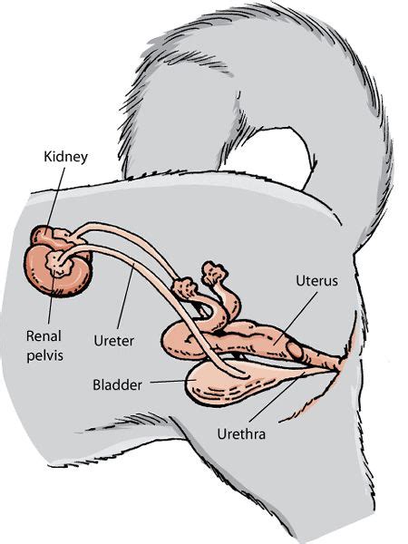 The Urinary System of Dogs - Dog Owners - Merck Veterinary Manual | Vet medicine, Veterinary ...