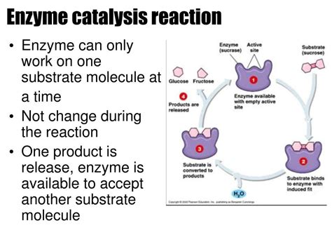 PPT - ENZYME- BIOLOGICAL CATALYST PowerPoint Presentation, free download - ID:3680619