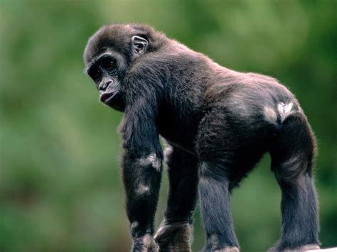 Funny Chimpanzee Wallpaper - WallpaperSafari