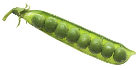 File:NCI peas in pod.jpg - Wikimedia Commons