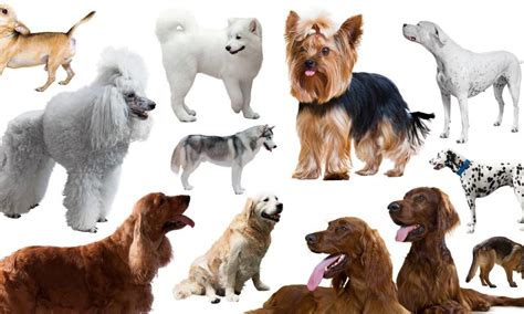 10 Most Popular Dogs In Australia | Pet Angel Funerals