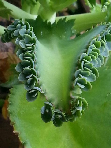 Succulent leaf | Succulents, Garden, Plants