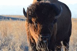 The Henry Mountains’ Bison Herd - Wild About Utah