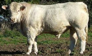 Charolais | The Beef Site